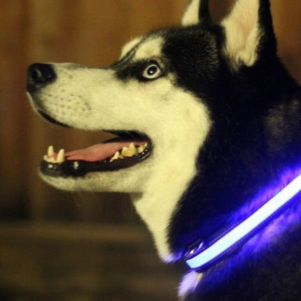 LED Light-Up Dog Collar